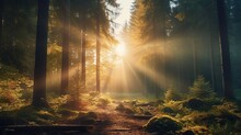 Sun Shining Through The Forest