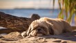 Shih Tzu dozing on a beach, with the sound of waves in the background