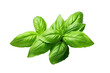 Fresh Green Basil leaves isolated on transparent background, Asian organic Herb and spice concept, Natural organic healthy plant.