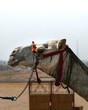 Close up view of a captive Camel in the middle of the desert used as transport and tourist attraction at the pyramids of egypt in giza. In the background you can see the city, buses and tourist vans. 