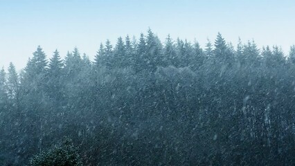 Wall Mural - snow storm down in the pine tree forest .