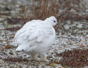 Wall Mural - Rock Ptarmigan in the wild