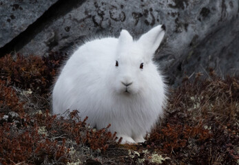 Wall Mural - Arctic hare in the wild