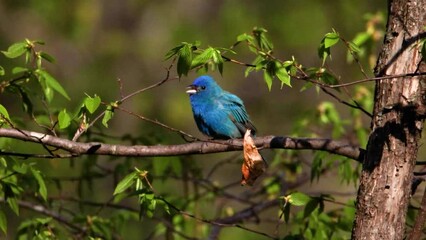 Wall Mural - Indigo bunting (Passerina cyanea) perched on a tree branch singing during early spring. 
