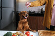 A dog of the Golden Retriever breed stands with its front paws on the kitchen table and looks at the piece of meat that its owner gives it. A man cooks meat in the kitchen and feeds the dog.