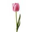 One single pink tulip flower as symbol of love, romance and beauty isolated on transparent background. close up picture,