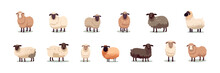 Sheep Set Flat Cartoon Isolated On White Background. Vector Isolated Illustration