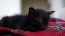 Cute Black Kitten Portrait Sleeping, Lying On Red Blanket. Little Pet Pure Love Concept. Pussy Cat Innocent Baby Animal Domestic Pet. Care Adoption Animal Shelter.