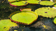 Front plan of water lilies and aquatic plants. Pamplemousses Boticanal Gardens, Mauritius or seychelles or maldives. 