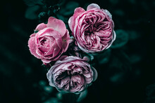 A Close Up Of Three Pink Garden Roses With Rain Drops