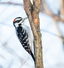 Wall Mural - Downy woodpecker in winter