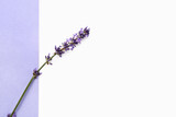 Fototapeta Lawenda - Branch of beautiful lavender flowers on color background, closeup