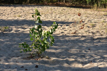 Poster - young poplar tree on sand 