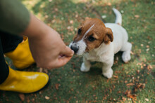 Cute Little Purebred Parson Jack Russell Terrier Dog Begging For Food From His Owner.