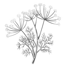 Dill Or Fennel Spice Flower And Leaves, Foeniculum Vulgare Medical Herbal Plant Stem With Seed Botanical Hand Drawn Sketch. Floral Branch Garden Herb. Culinary Seasoning, Healthy Food. Outline Vector 