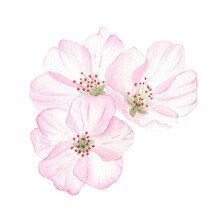 Cherry Flowers, A Cherry Blossom Isolated In White Background, Fruit Bloom. Bouquet Watercolor Botanical Illustrations For Labels, Menus, Logo, Invitations Or Packaging Design