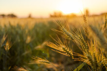 Field Of Ripe Wheat At Sunrise Or Sunset, Agro Company Concept
