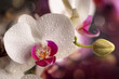 © Simi Jois - white and pink orchid flower