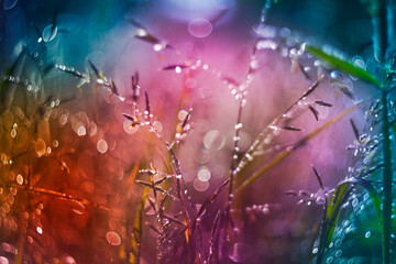 Sticker - dewy grass on a morning meadow with beautiful light bokeh