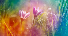 Dewy Flowers And Grass With Nice Soft Artistic Bokeh