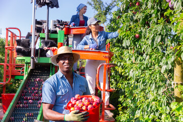 harvesting and sorting plums on a professional sorting machine at orchard in summer