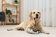 © New Africa - Naughty Labrador Retriever dog near damaged electrical wire at home