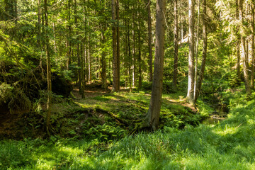  Forest in Brtnicky potok valley in Bohemian Switzerland, Czech Republic