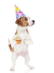 Poster - Jack russell terrier puppy wearing a party hat holds birthday cupcake with burning candle and looks away on empty space. isolated on white background