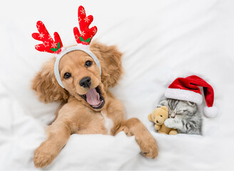 Poster - Yawning English Cocker spaniel puppy dressed like santa claus reindeer  Rudolf lying with cozy kitten under white blanket at home. Top down view
