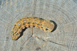 Caterpillar of hawkmoth