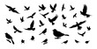 © Haruki Yui - Bird silhouettes, bird flying and standing silhouettes detailed