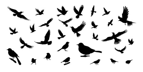 Bird silhouettes, bird flying and standing silhouettes detailed