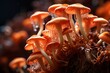 Group of mushrooms, close up
