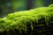 Green moss on wood background.
