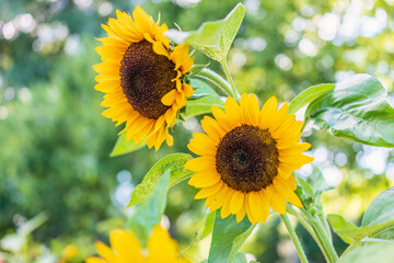 Wall Mural - Setting sun over field of blooming sunflowers. Bright photo of sunflowers in bloom and rays of sun right behind them