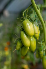 Poster - A lot of green tomatoes on a bush in a greenhouse. Tomato plants in greenhouse. Green tomatoes plantation. Organic farming, young tomato plants growth in greenhouse.