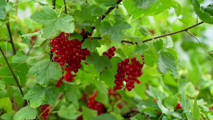 Canvas Print - red currant on the bushes. Picking red currant on the bush, supports digestion, contains high levels of vitamin C and anthocyanins, folic acid, potassium, calcium, and iron.