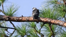 Young Mississippi Kite Calls For A Parent Kite While Perched On A Pine Tree Branch