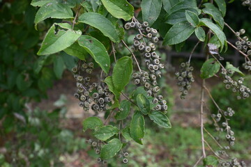 Sticker - Deutzia crenata fruits. Hydrangeaceae deciduous shrub. Flowering season is from May to July, and bowl-shaped capsules with a style remaining at the tip are produced in September to October.