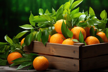 Ripe Tangerines In A Wooden Box
