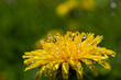 Dandelion yellow flowers close up detail with rain drops