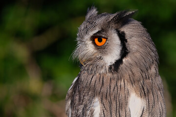 Poster - A close up half length profile portrait of a white faced cops owl. It is staring left with a large orange eye. there is space for text around the bird