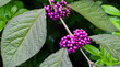 Callicarpa japonica or Japanese beautyberry branch with leaves and  large clusters purple berries  close up.
