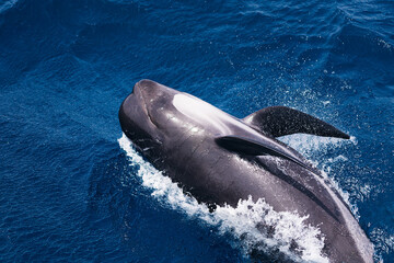 pilot whale swimming belly up across the water surface of the blue sea, concept of marine wildlife and ecology, copy space for text