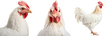 White Chicken Collection (portrait, Standing, Profile), Animal Bundle Isolated On A Transparent Background