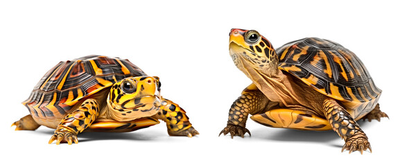 Wall Mural - Western Box Turtle on isolated transparent background