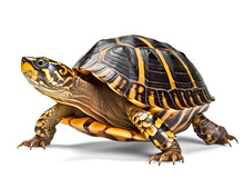 Ornate Box Turtle On Isolated Transparent Background