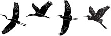 Flying Cranes, Herons, Storks Silhouette On A White Background Vector