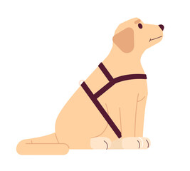 Poster - Guide dog labrador 2D cartoon character. Support dog isolated vector animal white background. Pet golden retriever. Sitting puppy cute. Domestic animal assisted therapy color flat spot illustration