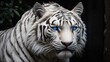 A majestic White Siberian Tiger with piercing blue eyes, framed against a stark black background.